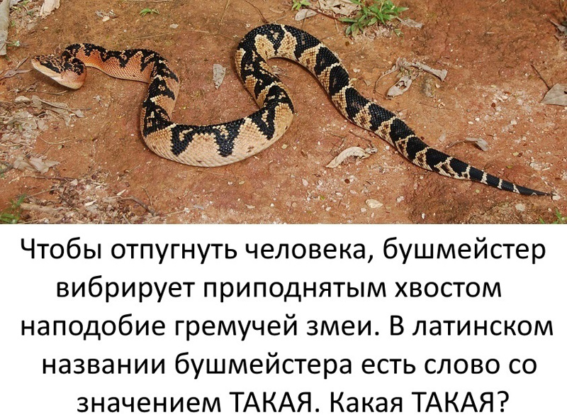 раздаточный материал