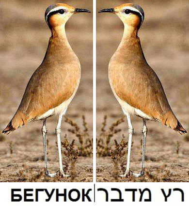 раздаточный материал