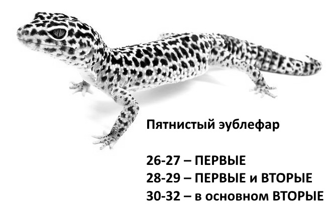 раздаточный материал